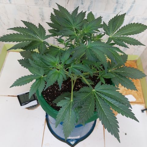 Sasha growlog photo: Regando con 900ml de agua. El sustrato aguanta 3 días húmedo y la planta contenta.