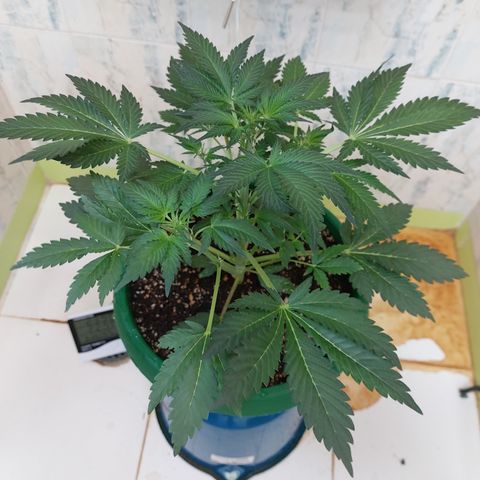 Sasha growlog photo: Regando con 900ml de agua. El sustrato aguanta 3 días húmedo y la planta contenta.