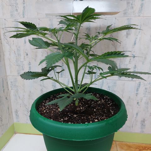 Sasha growlog photo: Regando con 900ml de agua. El sustrato aguanta 3 días húmedo y la planta contenta.