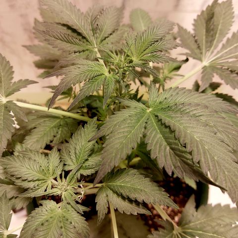 Sasha growlog timeline photo