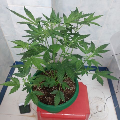 Victoria growlog timeline photo