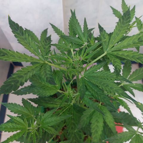 Victoria growlog timeline photo