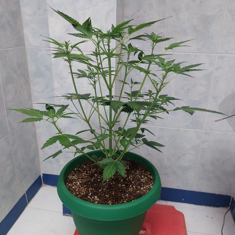 Victoria growlog timeline photo