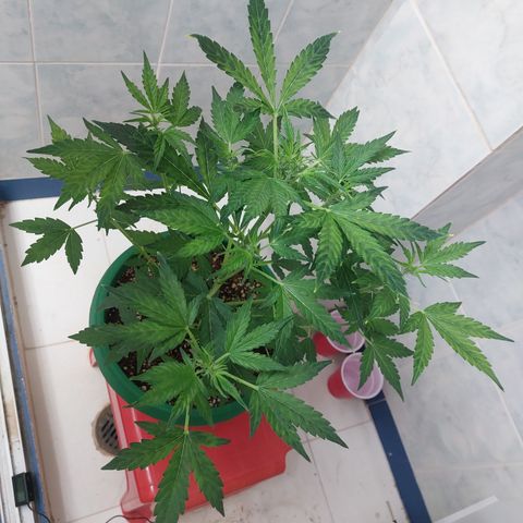 Victoria growlog timeline photo