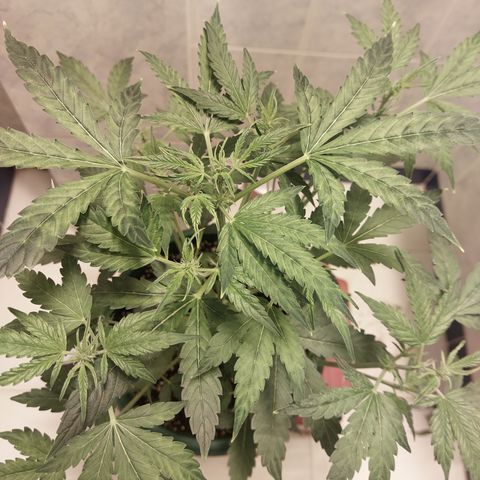 Victoria growlog timeline photo
