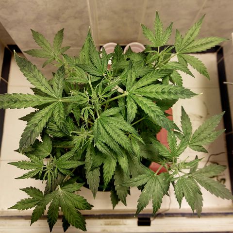 Victoria growlog timeline photo