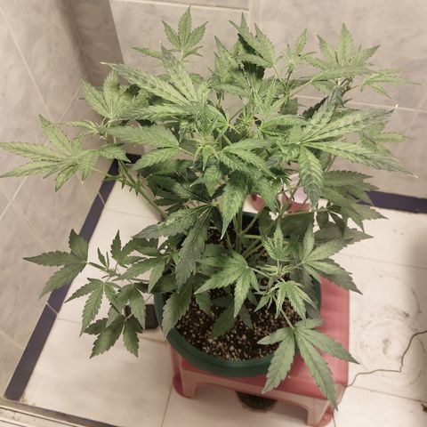 Victoria growlog timeline photo