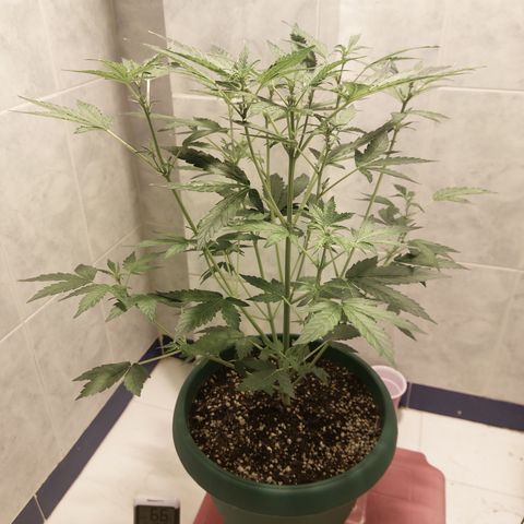 Victoria growlog timeline photo