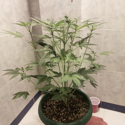 Victoria growlog timeline photo