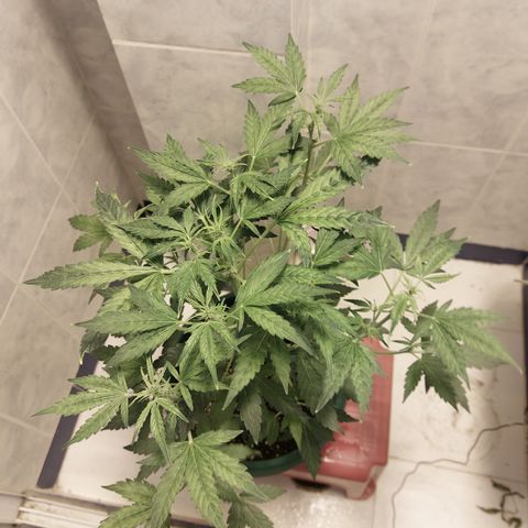 Victoria growlog timeline photo