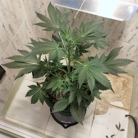 Sasha growlog timeline photo