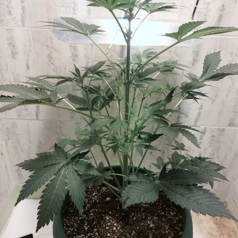 Sasha growlog timeline photo