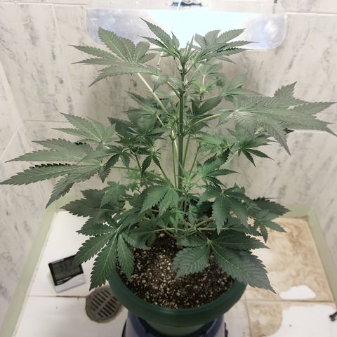 Sasha growlog timeline photo