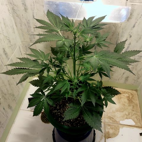 Sasha growlog timeline photo