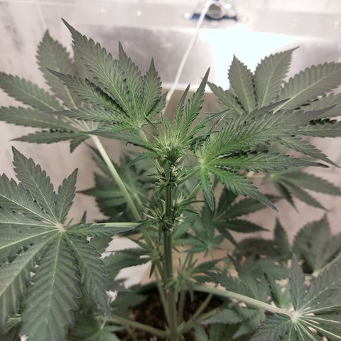Sasha growlog timeline photo