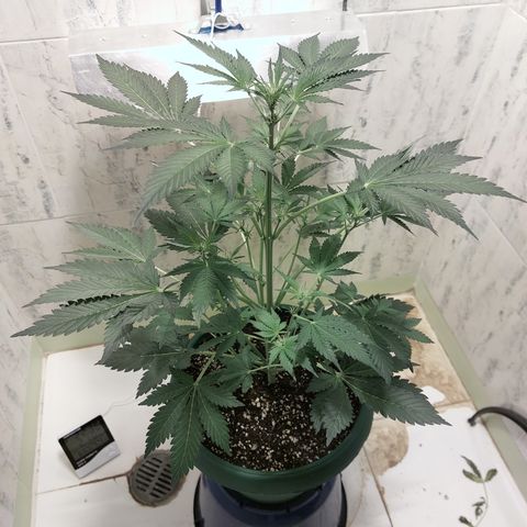 Sasha growlog timeline photo