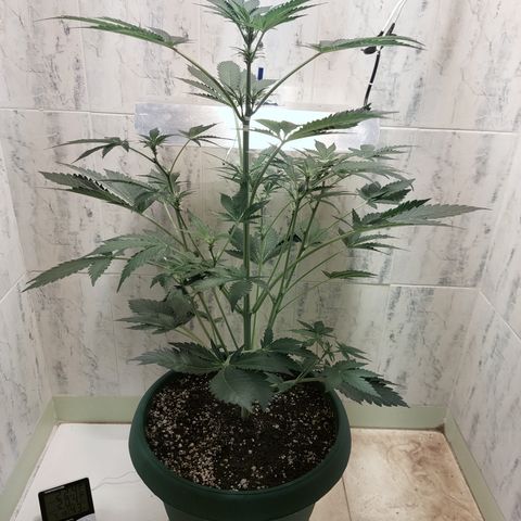 Sasha growlog timeline photo