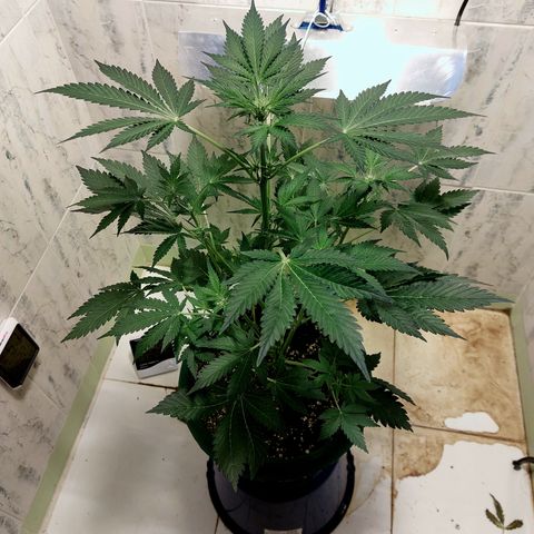 Sasha growlog timeline photo