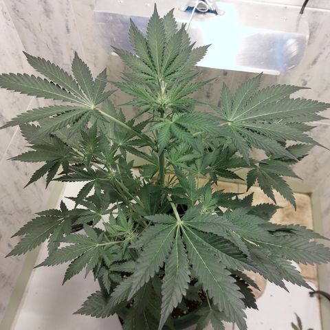 Sasha growlog timeline photo