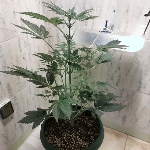Sasha growlog timeline photo