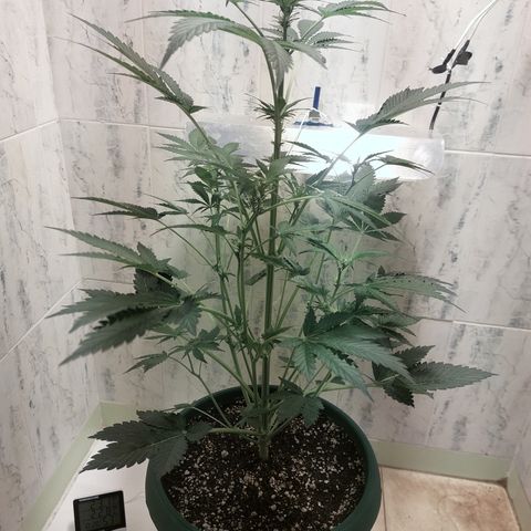 Sasha growlog timeline photo