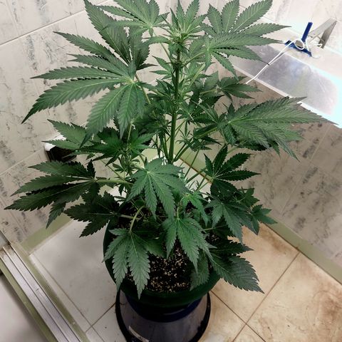 Sasha growlog timeline photo
