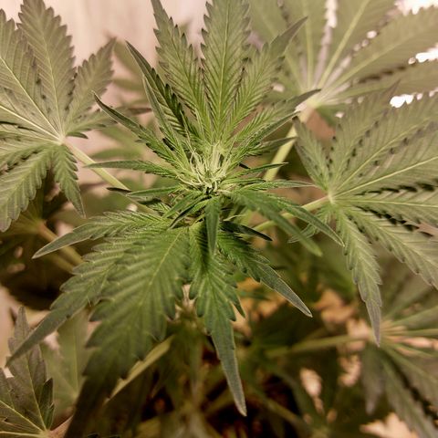 Sasha growlog timeline photo