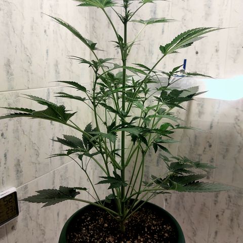 Sasha growlog timeline photo