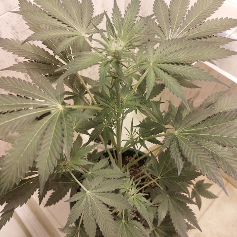 Sasha growlog timeline photo