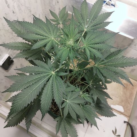 Sasha growlog timeline photo