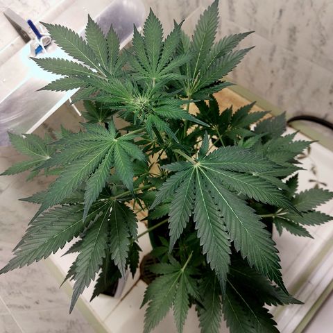 Sasha growlog timeline photo