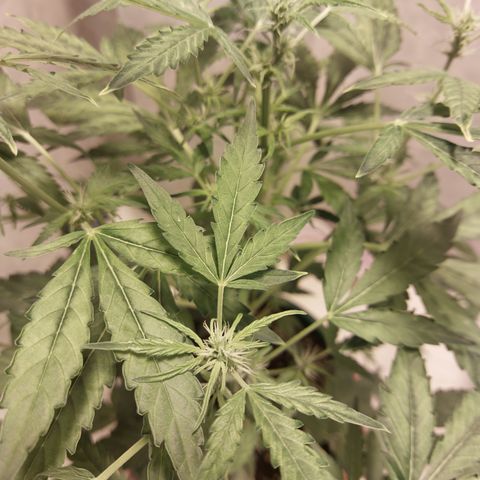 Victoria growlog timeline photo