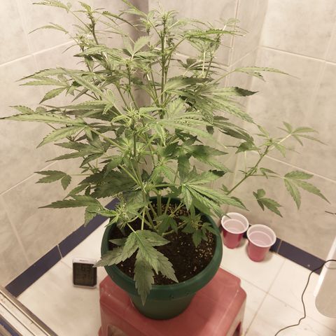 Victoria growlog timeline photo