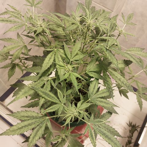 Victoria growlog timeline photo