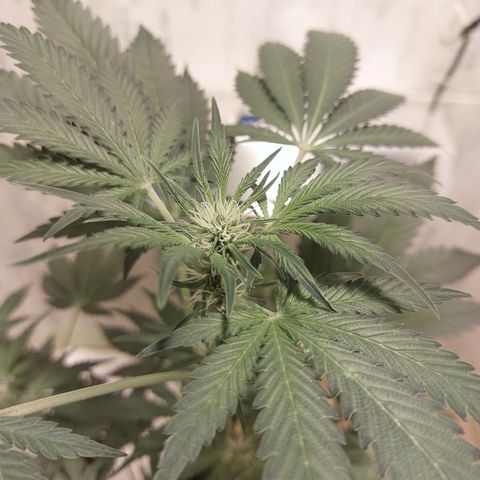 Sasha growlog timeline photo