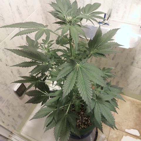 Sasha growlog timeline photo