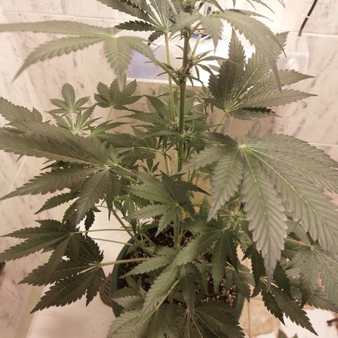 Sasha growlog timeline photo