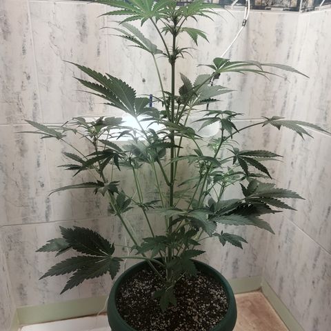 Sasha growlog timeline photo