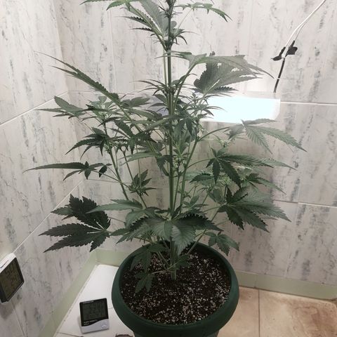 Sasha growlog timeline photo