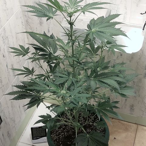 Sasha growlog timeline photo