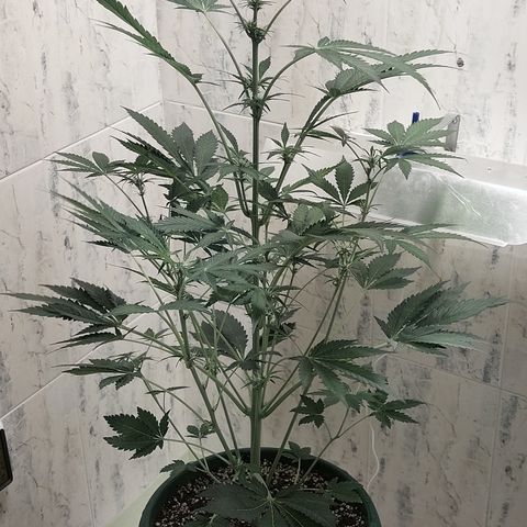 Sasha growlog timeline photo