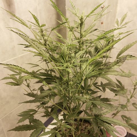 Victoria growlog photo: La niña está muy estresada por todo lo que ha sufrido. Pero ahí va. Luchando para florar y con un buen aroma. Olor medio alto diría yo.