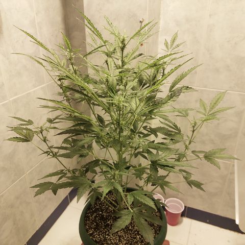 Victoria growlog photo: La niña está muy estresada por todo lo que ha sufrido. Pero ahí va. Luchando para florar y con un buen aroma. Olor medio alto diría yo.