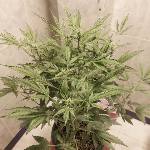 Victoria growlog photo: La niña está muy estresada por todo lo que ha sufrido. Pero ahí va. Luchando para florar y con un buen aroma. Olor medio alto diría yo.