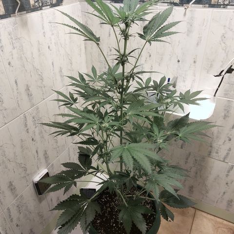 Sasha growlog timeline photo
