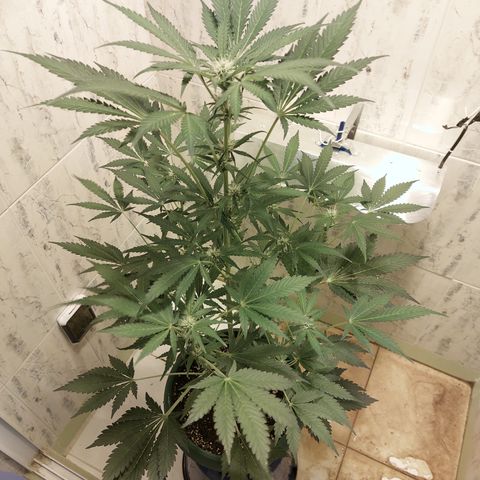 Sasha growlog timeline photo