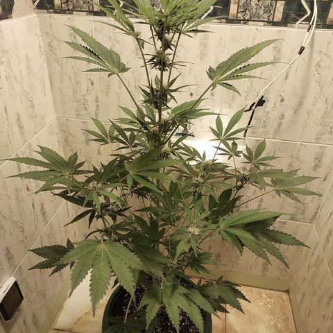 Sasha growlog timeline photo