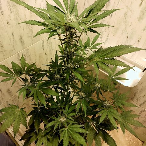 Sasha growlog timeline photo