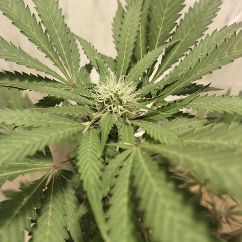 Sasha growlog timeline photo