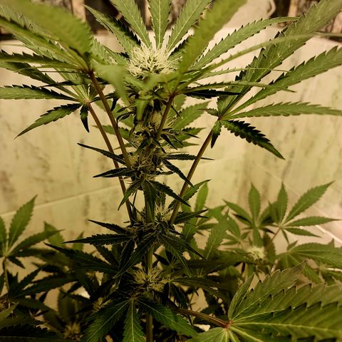Sasha growlog timeline photo